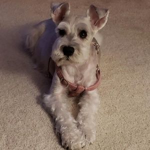 Meet your Posher, Susan